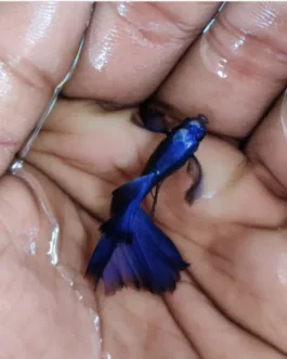 Moscow Violet Ribbon Guppy(1 Pair)
